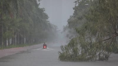 Träd har fallit på vägen i skyfall i Manila.