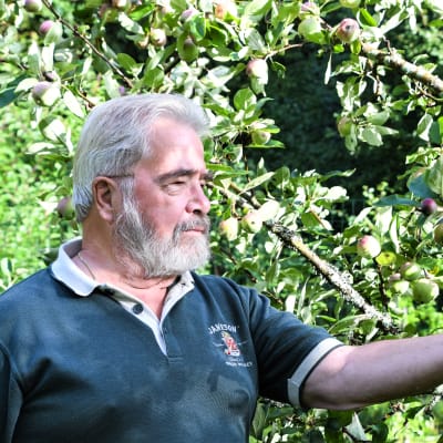 En äldre man håller i ett äppel i ett äppelträd.