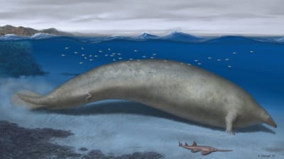 En illustration av en stor val under vattenytan. 