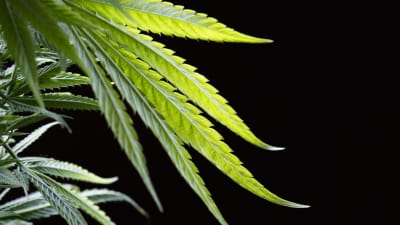 En bild av cannabisplantans långa blad.