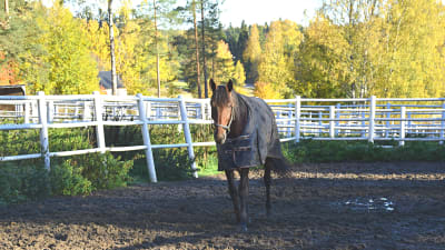 Häst i hagen i Sibbo 