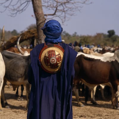 En man står och tittar ut över boskap i Mali.