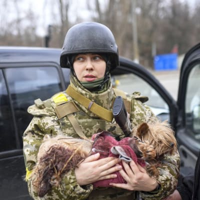 Sotilas kantaa sodassa haavoittunutta koiraa.