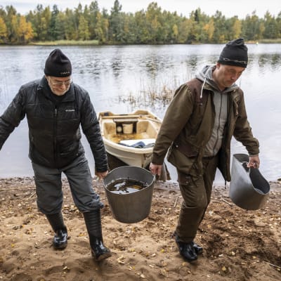 Jens Härmälä ja Kenneth Lindell kantavat astiaa, jossa on nahkiaisia. Taustalla on Perhonjoki ja vene. 