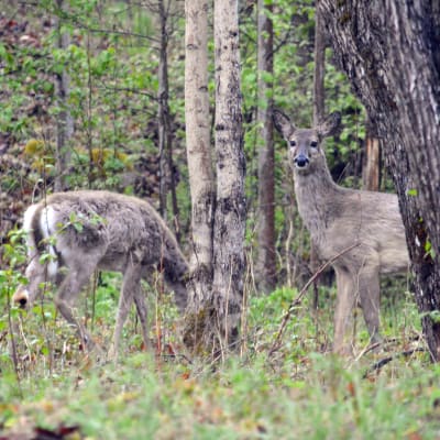 Två hjortar står i skogsbrynet och äter. Den ena tittar in i kameran.