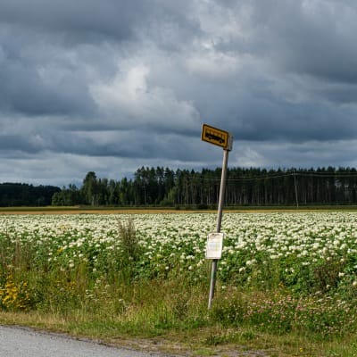 Linja-autopysäkki maaseudulla perunapellon kupeessa.