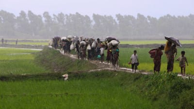 Burmesiska flyktingar flyr till Bangladesh.