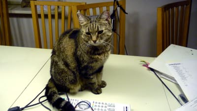 Bild på en grå-svart randig katt som sitter på ett bord. Framför katten fjärrkontroll och elsladd.