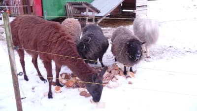 lama. får, get + alpackor som inte syns på bild, äter bröd på en snötäckt äng i hittedjurshemmet Skeppsdal Family i Ingå.