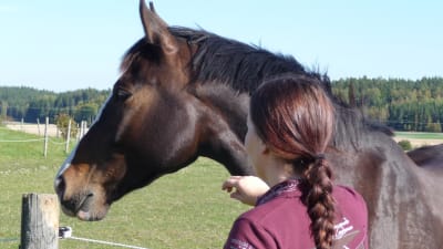 Bild av en flicka med ryggen vänd mot kameran. Hon klappar en brun häst.