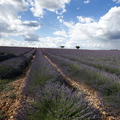 Lavendelfält är en vanlig syn i Procenve i södra Frankrike.