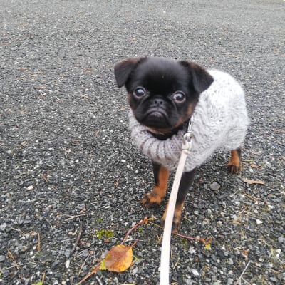 Hund i ylletröja på promenad.