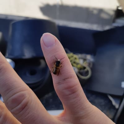 Ett bi sittande på ett finger.