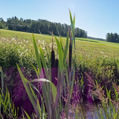 Osmankäämiä ojassa