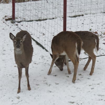 Tre hjortar på en gård, utanför ett ingärdat trädgårdsland. Vinter och lite snö. De äter frön som fallit ner från en fröautomat för vinterutfodring av småfåglar.