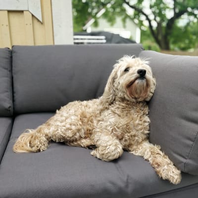 En ljusbrun hund med lockig päls ligger på en soffa. Hunden tittar uppåt.