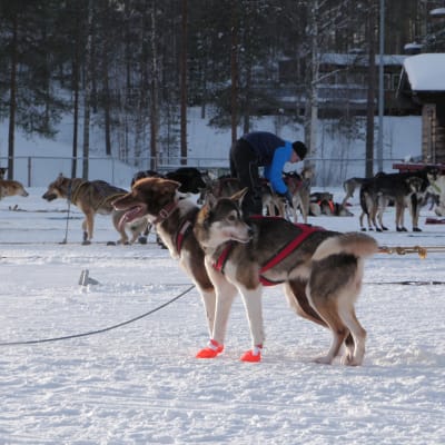 Huskeja koiravaljakon sm-kisoissa Kuhmossa.