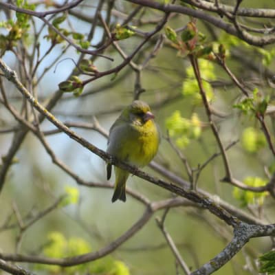 En grönfink, Chloris chloris.