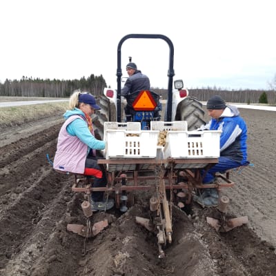 Nataliia Klymyk och Vitalii Vakar från Ukraina sitter bakpå en traktor och sätter potatis på en åker. Ruslan Klymyk kör traktorn.
