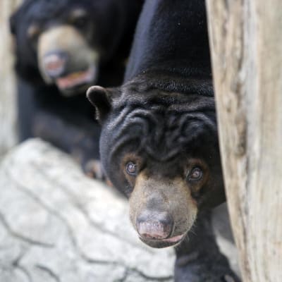 Två malajbjörnar kikar bakom ett trädstam på ett zoo.
