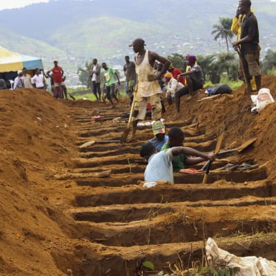 Gravar grävs inför en massbegravning i Freetown.