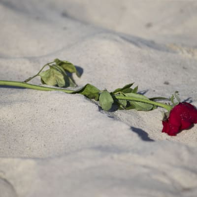 En ros på stranden utanför det hotell i Sousse där en man sköt ihjäl nära 40 personer.