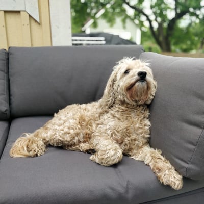 En ljusbrun hund med lockig päls ligger på en soffa. Hunden tittar uppåt.