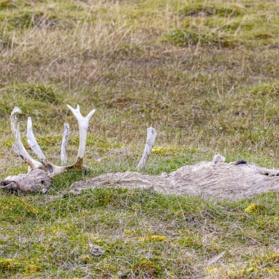 Död ren på Svalbard.