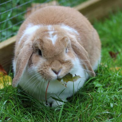 En kanin som äter gräs.