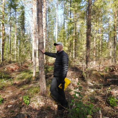 Mies nojaa puuhun metsässä