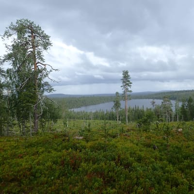 Hakkuuaukea Isolaella, josta näkymä Roukoselälle.