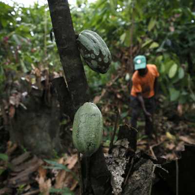Norsunluurannikko on 1960-luvulta lähtien menettänyt 90 prosenttia metsistään. Syynä on maatalous ja etenkin suklaassa käytettävien kaakaopapujen viljely. Kuva lokakuulta 2020.