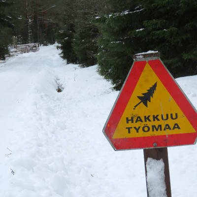 En varningsskylt för trädavverkning, fallande träd. Bakom en trav med fällda stockar. Vinte och snö, liten väg.