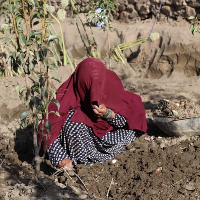 Nainen pellolla Afganistanissa.