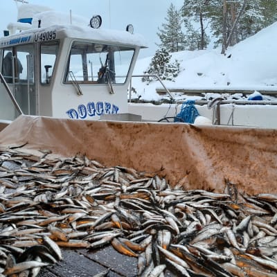 En fiskebåt ligger förtöjd, en fångst med strömming ligger på bryggan.
