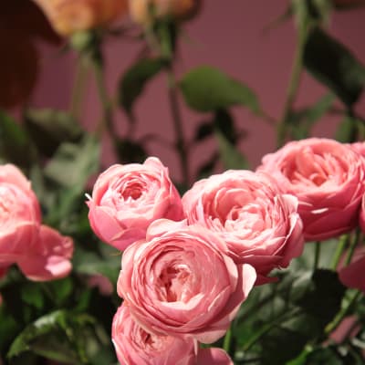 Kuvassa on vaaleanpunaisia ruusuja.