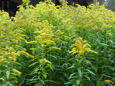 gula blommor
