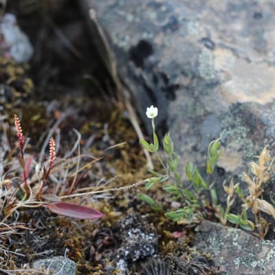 En liten blomma kämpar för sin överlevnad på karga Svalbard