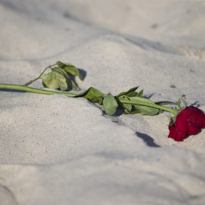 En ros på stranden utanför det hotell i Sousse där en man sköt ihjäl nära 40 personer.
