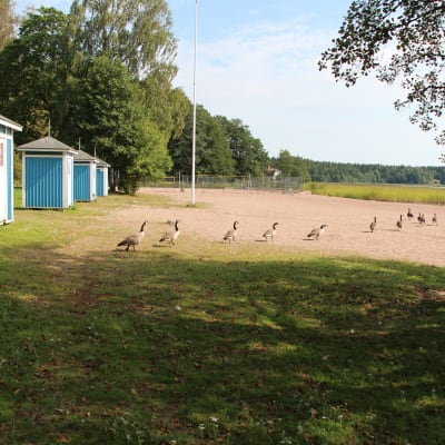 Kanadagäss går på Plagen (badstranden i Lovisa).