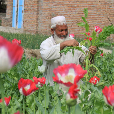 Odling av opiumvallmo i Afghanistan