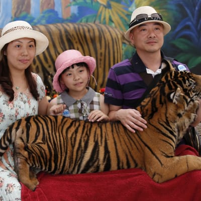 Tigerturism i en djurpark i Thailand.