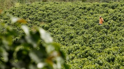 Kaffeplantage i Colombia