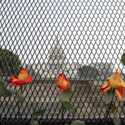 Capitoleum syns genom ett finmaskigt stålstängsel. Fem rosor syns framför stängslet.