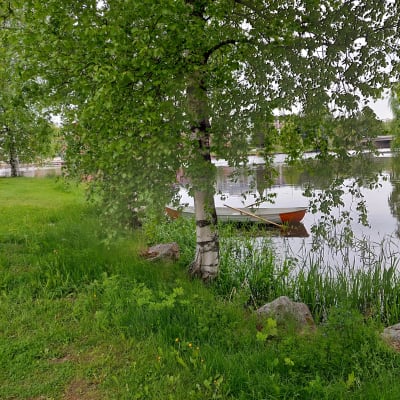 Kesäinen kuva koivu, soutuvene ja järvi.