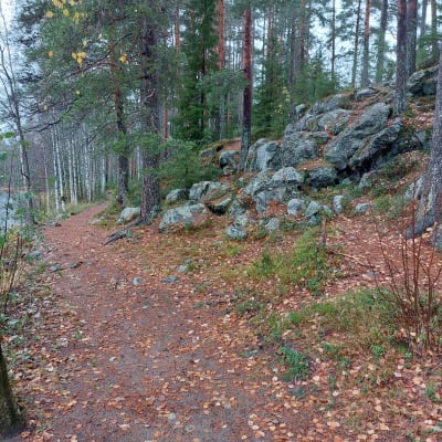 Polku kiertää Hoikanlampea.