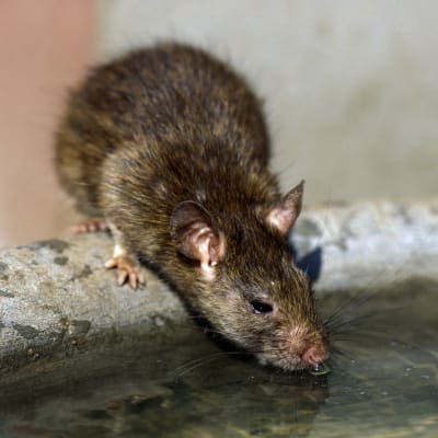 Råtta dricker ur en vattentunna.