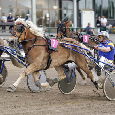 Hevonen juoksee raviradalla muiden hevosten rinnalla.