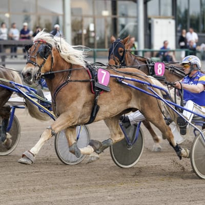 Suomenhevonen juoksee ravikilpailuissa