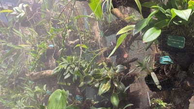 Tropiska orkidéer i ett växthus. De omges av ett lätt dis skapat av luftfuktare.